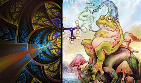 The animal produces a secretion that contains the most natural form of 5 MeO-DMT. . Bufo alvarius ceremony